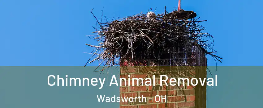 Chimney Animal Removal Wadsworth - OH