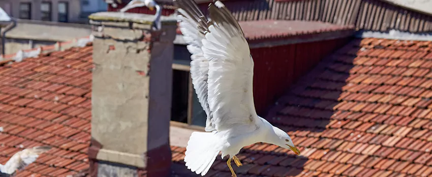 Residential Chimney Animal Removal Solution in Wadsworth, OH